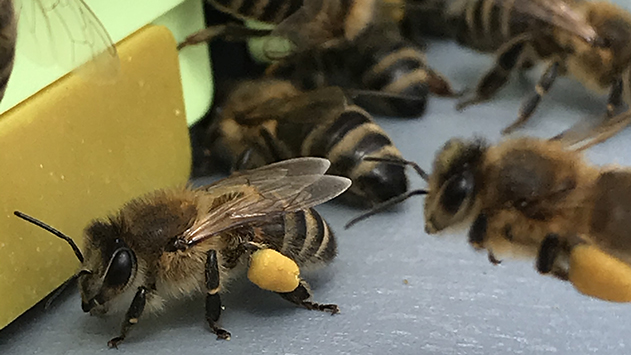 Produkty pszczele
